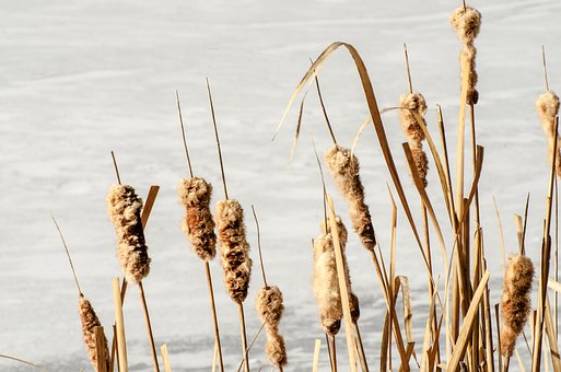 cattails images pixabay download free pictures