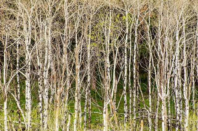 aspen trees, tree grove, background, texture, nature, tree, aspen, mountain, colorful, green, yellow, bright, forest, scenic, forest landscape, landscape, scene, outdoor, natural, foliage, scenery, beautiful landscape, tranquil, aspen trees, aspen trees, aspen trees, aspen trees, aspen trees
