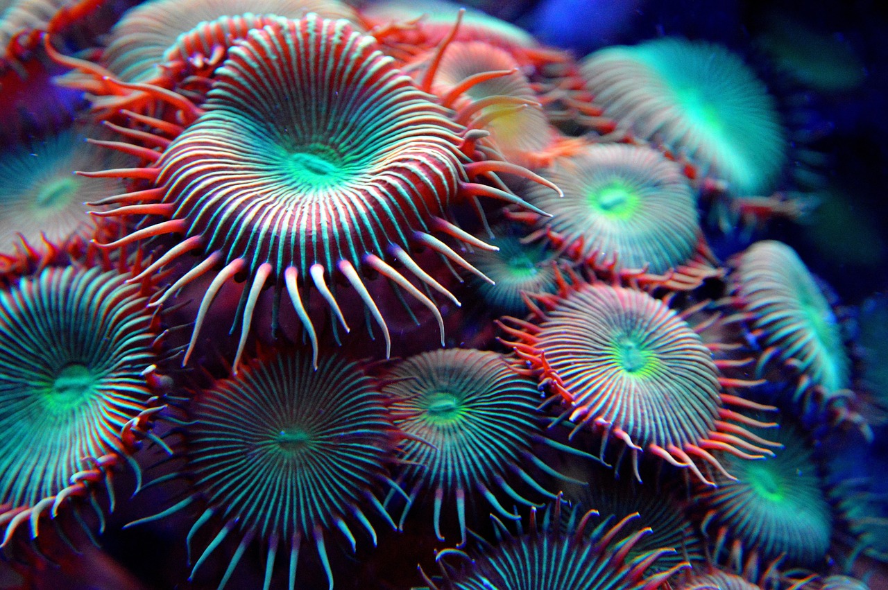 Anemone - free online jigsaw puzzle photo