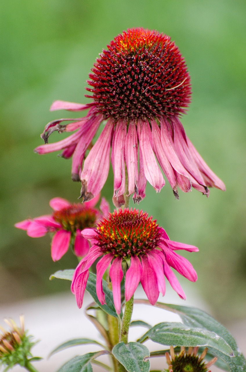 Flor De Cone Coneflower Roxa - Foto gratuita no Pixabay - Pixabay