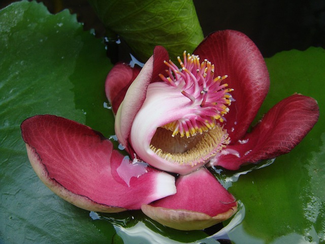 Lotus, Blume, Blumen, Asien, Pflanze