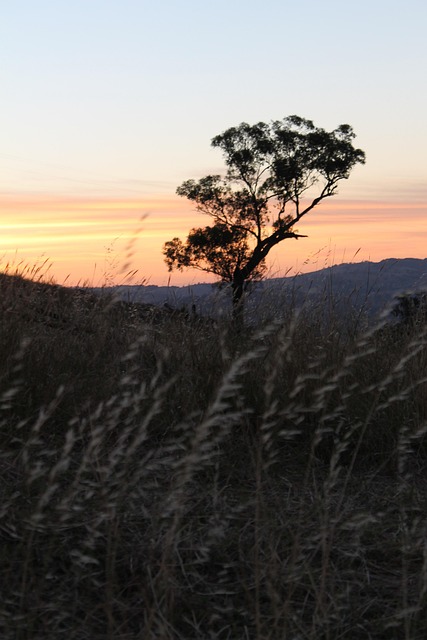 Free Sunset Wheat photo and picture