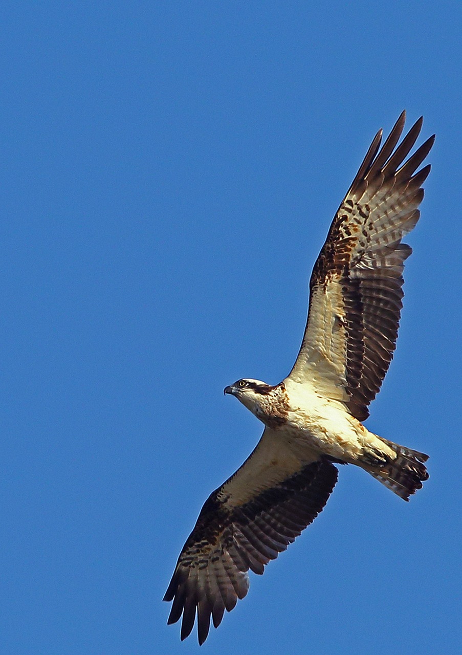 Eagle Example Eagle Natural Birds - Free photo on Pixabay
