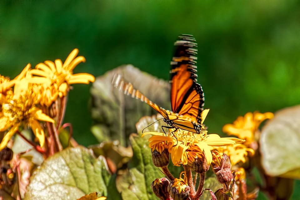 Butterfly Garden Nature , Free photo on Pixabay