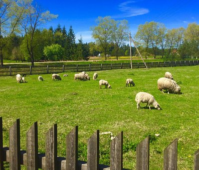 Free Sheep Farm photo and picture