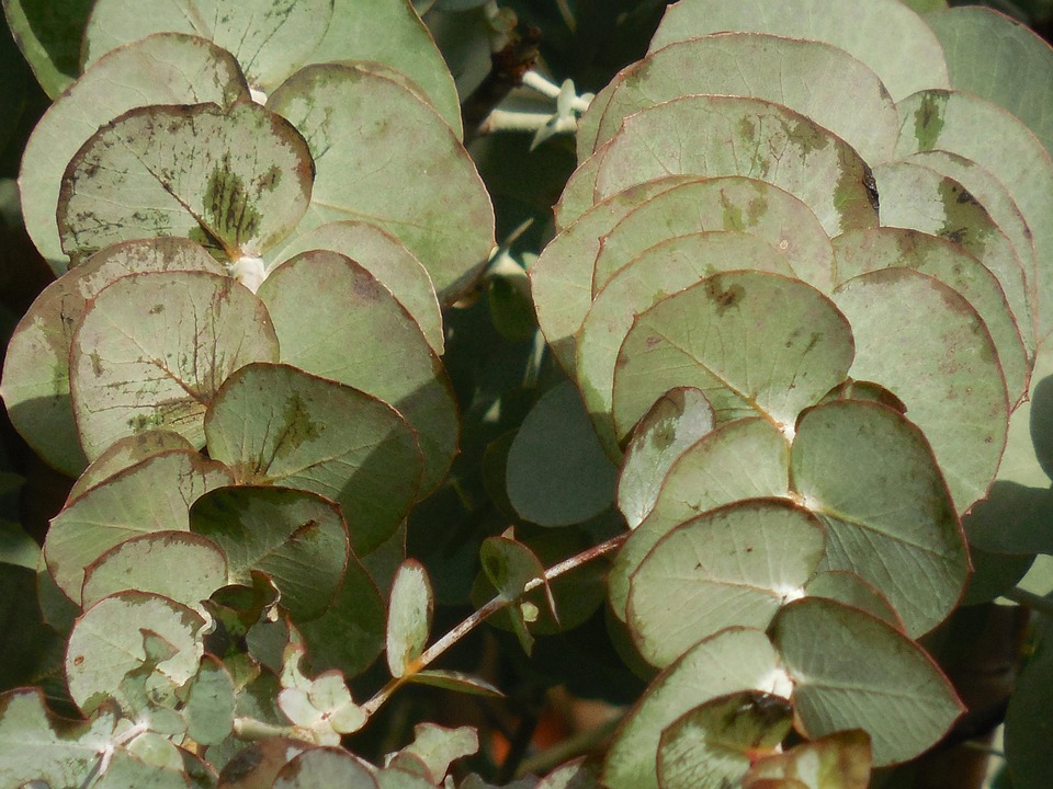 Free photo Eucalyptus, Leaves, Tree, Branch Free Image on Pixabay