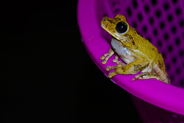 Frosch, Amphibische, Tier