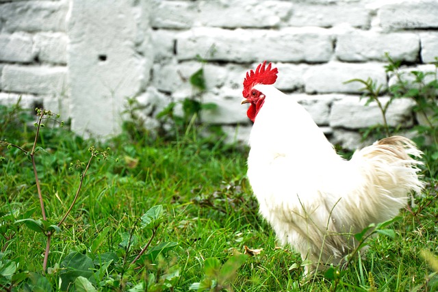 Hen, Feld, Crest, Gallo, Stifte