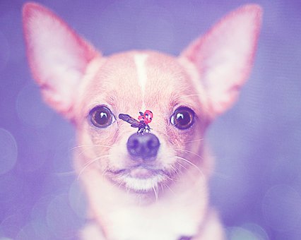 Hond, Chihuahua, Puppy, Kleine Hond