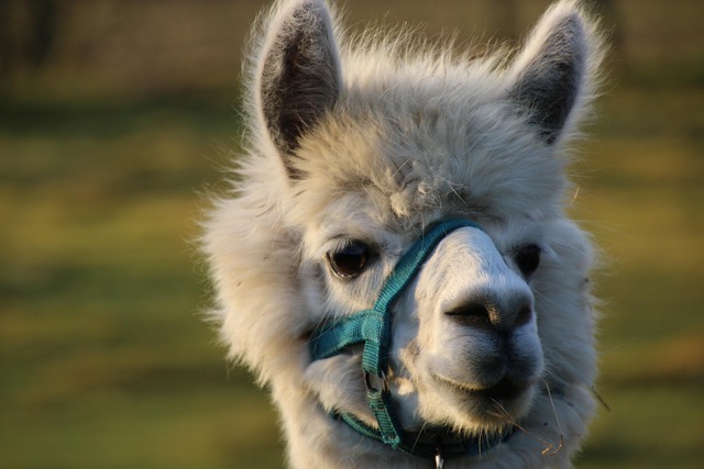 Free Alpaca Farm Animal photo and picture