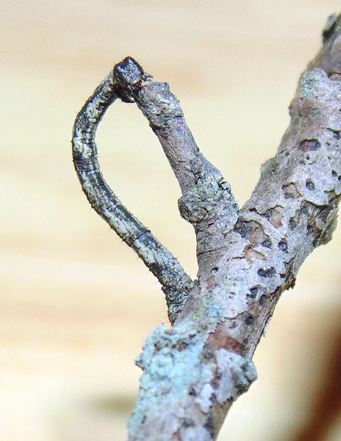 Free Inchworm Worm photo and picture