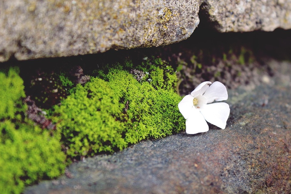 Stone Wall Natural - Free photo on Pixabay - Pixabay