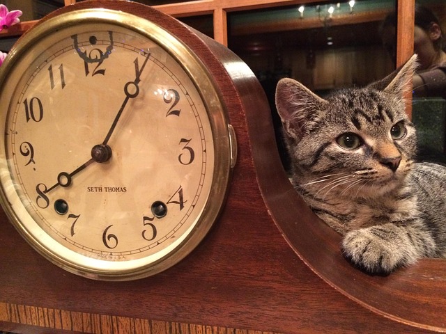猫, 時計, 動物, 国内の, 可愛い, 子猫, 休日, 足, ペット, 時間