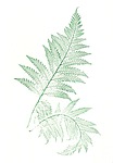 folia, ferns, leaves
