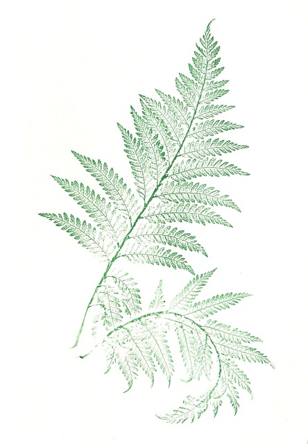 Folia, Farne, Blätter, Natur, Böden