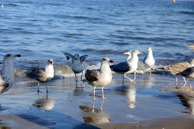 Free Sea Gulls photo and picture
