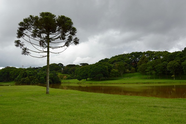 Landschaft, Rasen, Green, Bäume, Gras