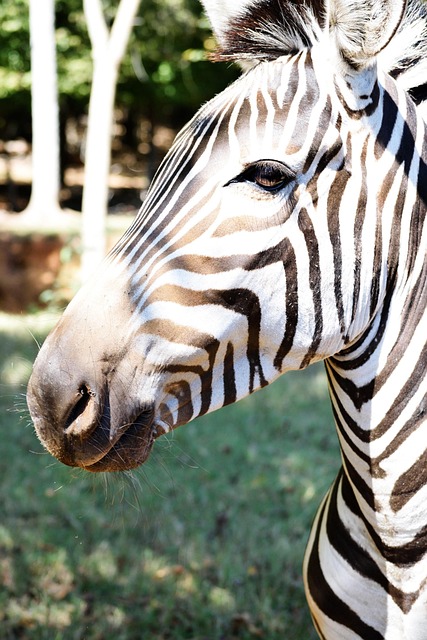 Schwarz, Weiß, Afrika, Säugetier, Safari