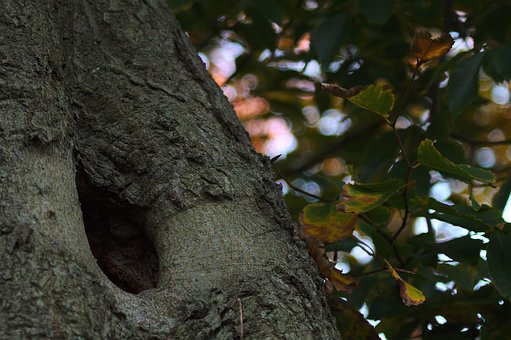 Free Tree Safe photo and picture