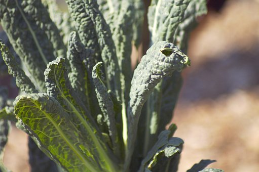 Free Kale Garden photo and picture