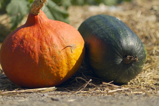 Free Pumpkin Garden photo and picture