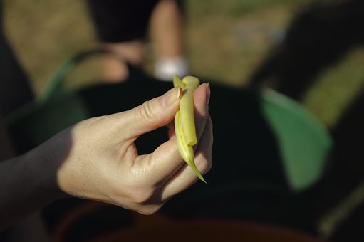 Free Bean Translucent photo and picture