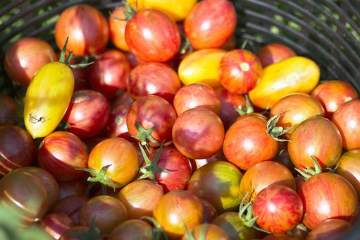 Free Tomato Harvest photo and picture