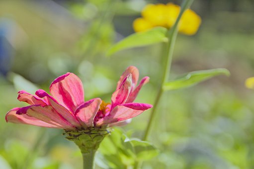 Free Flower Red photo and picture
