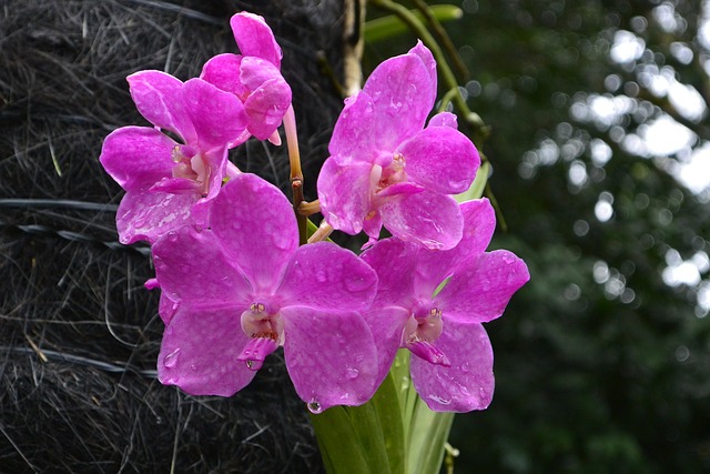 Free Orchids Singapore photo and picture