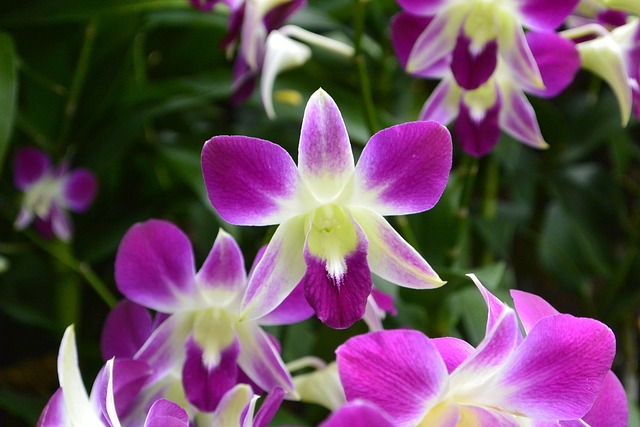 Free Orchids Singapore photo and picture