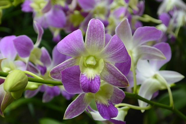 Free Orchids Singapore photo and picture