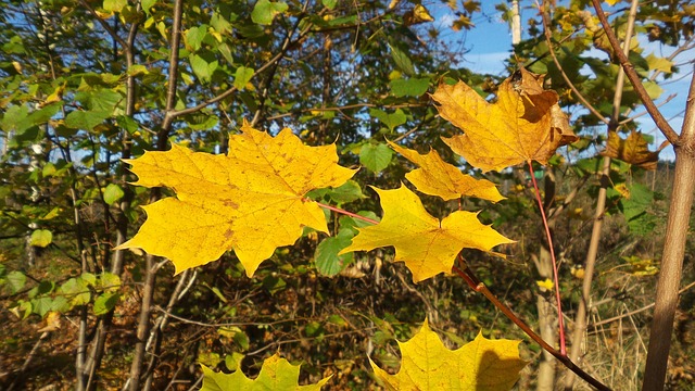 Free Autumn Leaves photo and picture