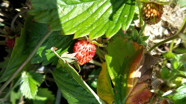Free Strawberry Red photo and picture