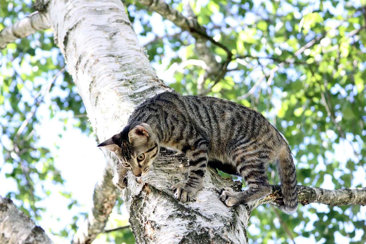 Cat Tree Climb Free photo on Pixabay Pixabay