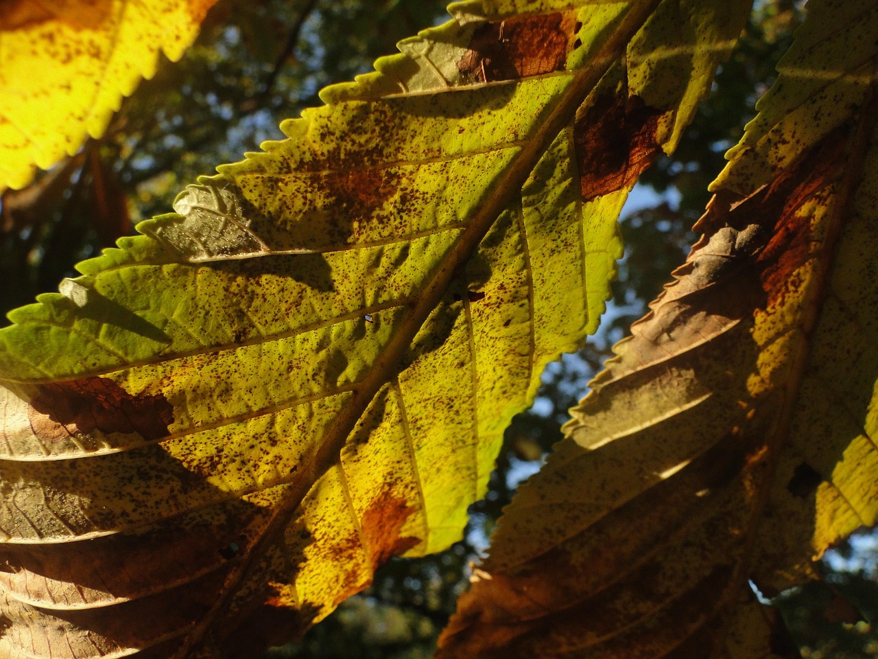 Hojas Castaño De Indias - Foto gratis en Pixabay