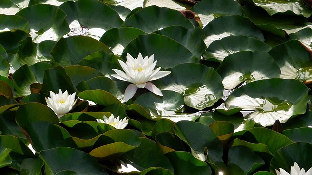 수련 초록 수생 - Pixabay의 무료 사진 - Pixabay