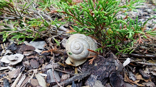 Free Snail Shell Snail photo and picture