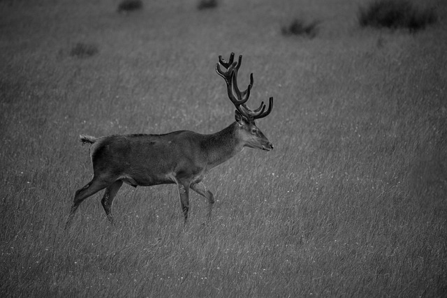 Free Stag Red photo and picture