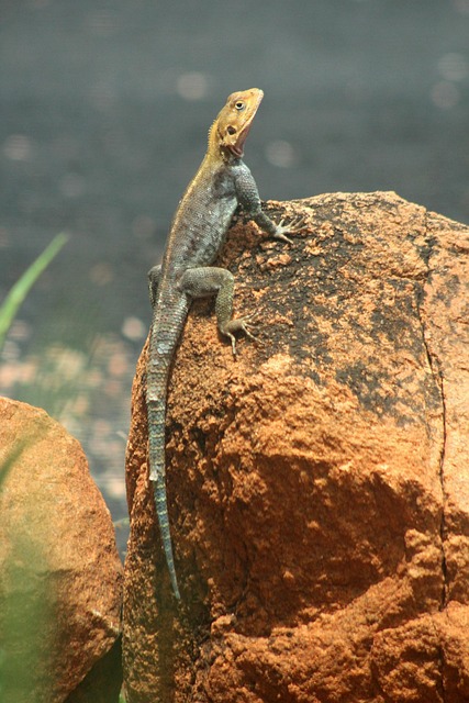 Free Lizard Blue photo and picture
