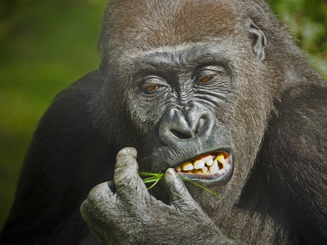 Gorilla - free online jigsaw puzzle photo