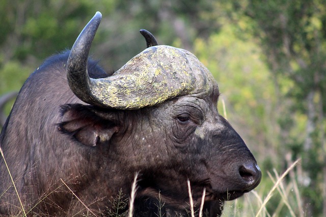 Free Buffalo Animal photo and picture