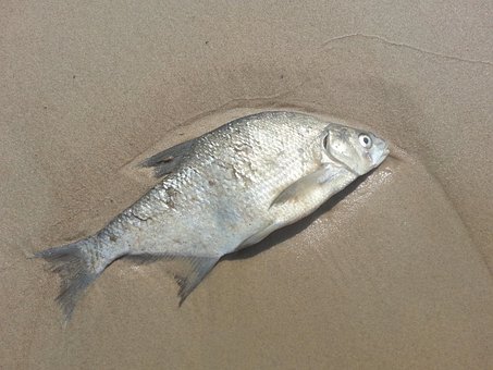 Free Fish Dead photo and picture