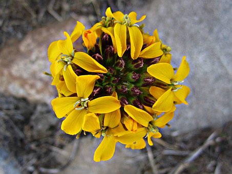 Blomst, Blomster, Blade, Pollen, Planter