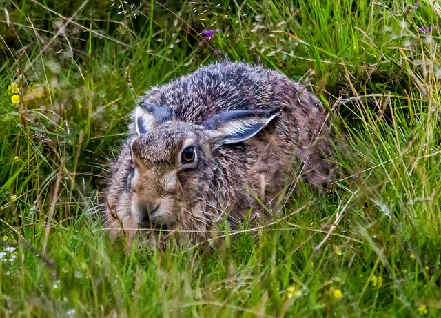 Free Hare Wild photo and picture