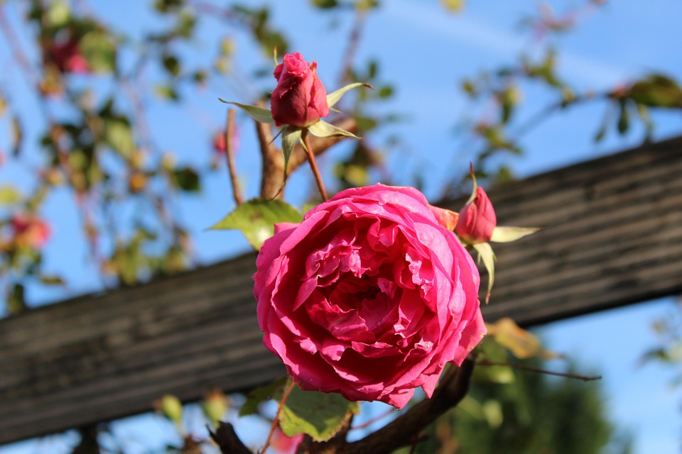 Rose Blossom Bloom Red · Free photo on Pixabay