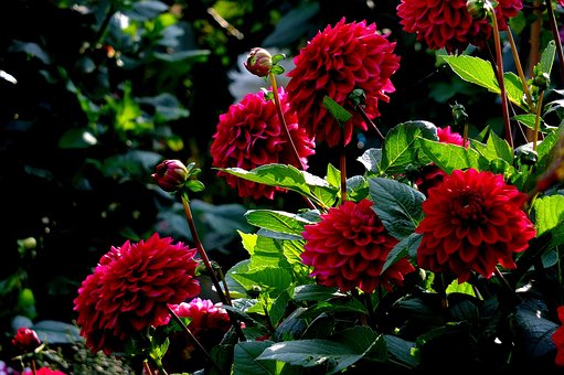 Georginer, Georginer Felt, Blomst