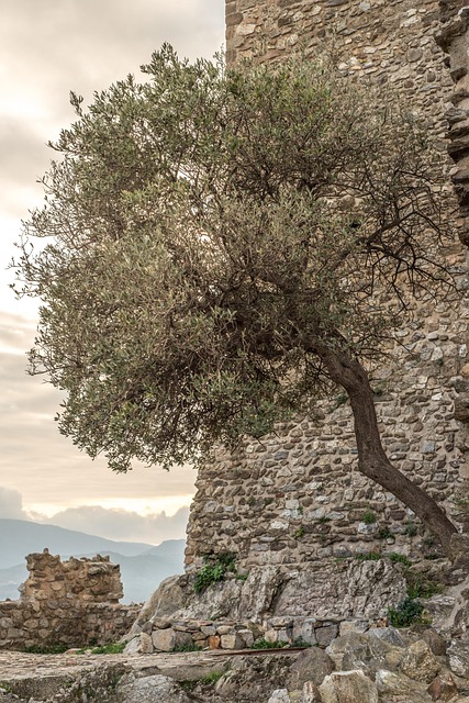 Free Castle Tree photo and picture