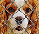 animal welfare, dog, imprisoned