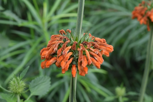 Free Christmas Candle-Stick Flower photo and picture