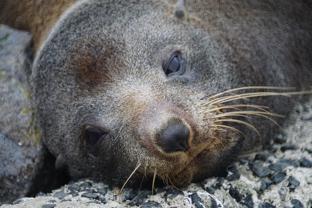 Free Seal Wildlife photo and picture